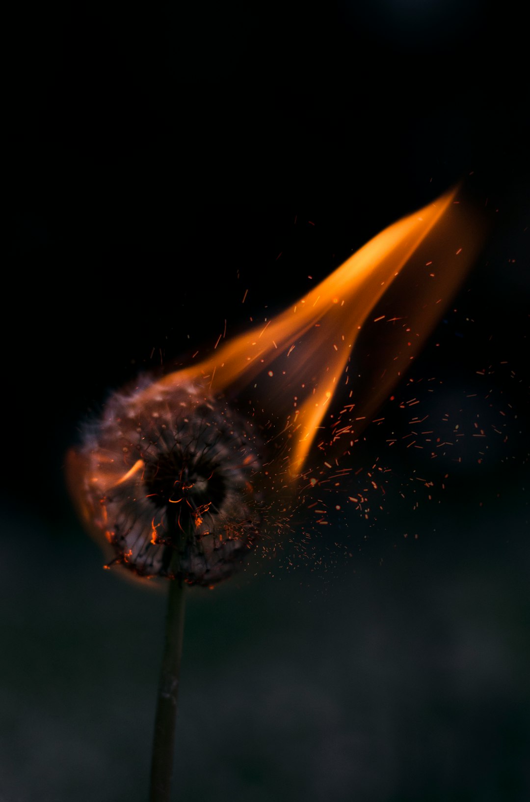 burning white dandelion